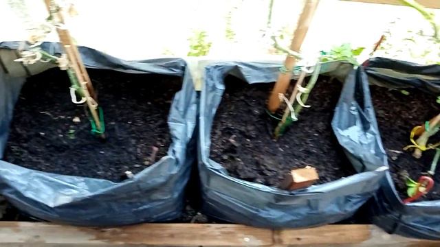 370 🥒Вторая жизнь огурцам после реанимации👌/собрали с внучкой помидорки🍅 смотреть онлайн