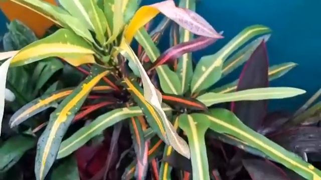 CROTON PLANT смотреть онлайн