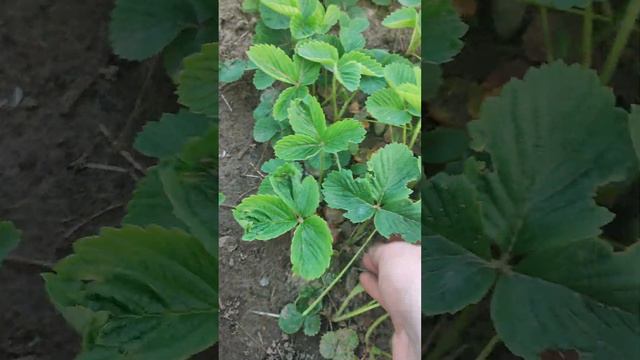 Что нужно обрывать у клубники смотреть онлайн