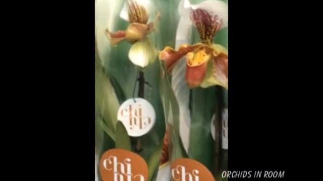 Quick video in "Geobotanic" garden center! смотреть онлайн
