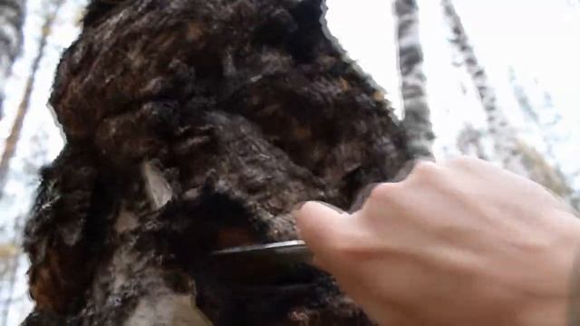 Кап и чага .Два в одном смотреть онлайн