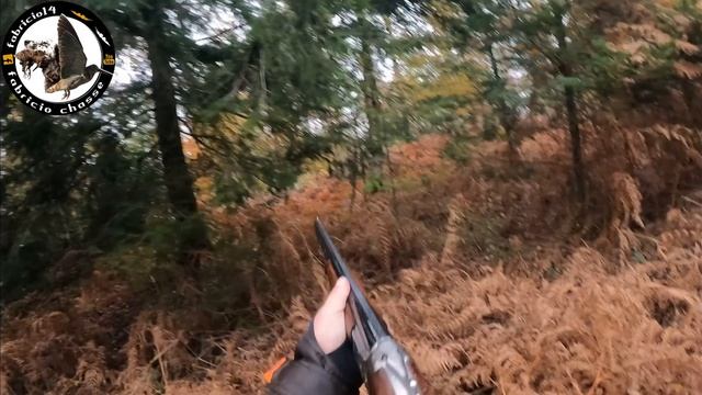 CHASSE A LA Bécasse / les meilleures actions du mois de Novembre / partie 1 смотреть онлайн