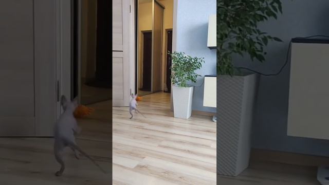 Я лучше собаки 🐶 #кошка #сфинкс смотреть онлайн