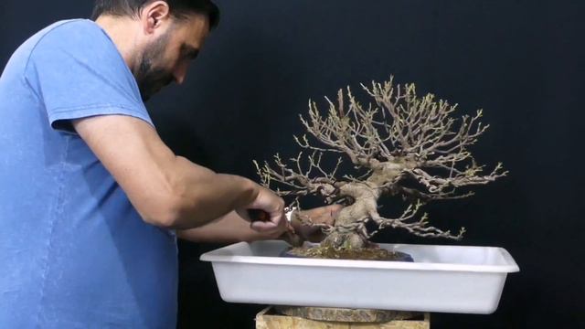 Ficus tiger back..."Salto de calidad para ser bonsai" смотреть онлайн