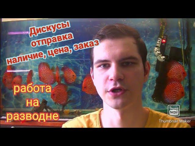Дискусы. Доставка. Цена, наличие, миним заказ смотреть онлайн