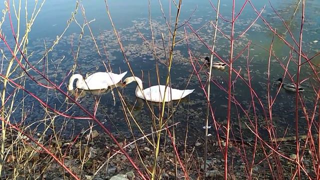 🌷🌷С праздником 🕊️СВЕТЛОЙ ПАСХИ🕊️ смотреть онлайн