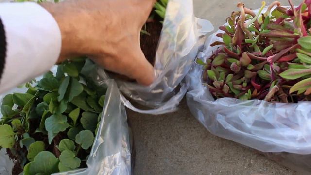 Bahar kay flowers ki Panerion Ki Shopping | Spring flowers saplings shopping смотреть онлайн