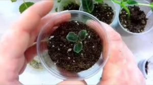 Пробуждение глоксинии, Уход за глоксинией, Глоксиния из семян.