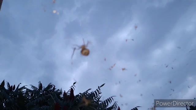 Славянск.15.07.22.Ночь прошла. Теперь поспать.🕷️ смотреть онлайн