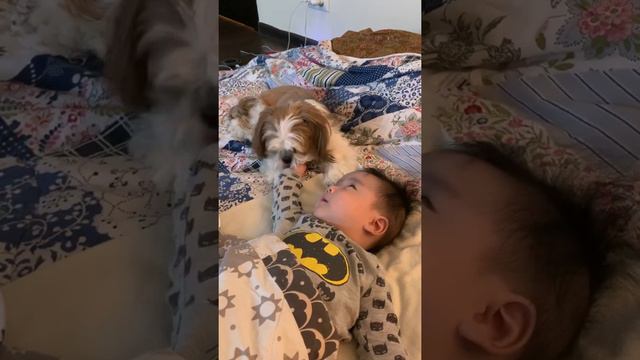 Ши тцу любят детей 😉 смотреть онлайн