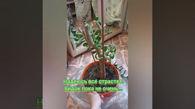 ???Купила с рук толстянку ?/ В простонародье ДЕНЕЖНОЕ ДЕРЕВО ?/#shorts /#денежноедерево /#толстянка смотреть онлайн