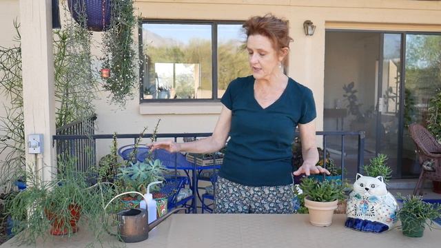 HOW TO WATER SUCCULENTS INDOORS/JoyUsGarden смотреть онлайн