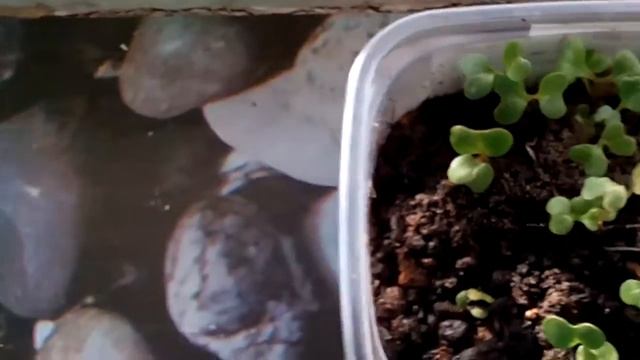 Эксперимент выращивания рассады савойской капусты в холодильнике смотреть онлайн