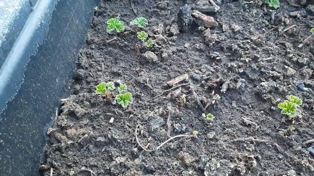 КНЯЖЕНИКА МОРОШКА.КАК ПРИГОТОВИТЬ ПОСАДОЧНЫЙ ГРУНТ.ПИТОМНИК КНЯЖЕНИКИ. смотреть онлайн