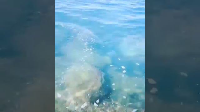 Исик-Куль КЫРГЫЗСТАН Тосор смотреть онлайн