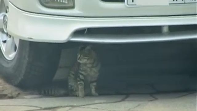 коты и авто смотреть онлайн