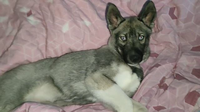 Щенок хаски окраса "агути" -Пурш | Husky puppy of agouti color - Pursh смотреть онлайн