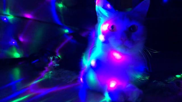 ДисКОТека или Кошачий психодел смотреть онлайн