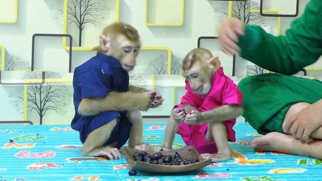 Well mannered monkey Voya Kevin obedient sit wait fav java plum смотреть онлайн