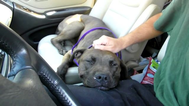 Please help Sam find a home and share this video. Thanks! смотреть онлайн