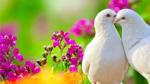 Музыка лечит сердце и сосуды Успокаивающая музыка восстанавливает нервную систему, расслабляет