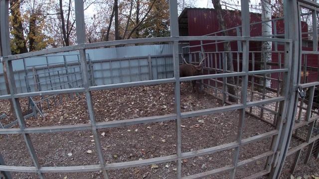 Зоодворик / Zoo Волжский Парк Гидростроитель смотреть онлайн