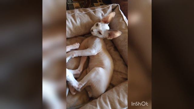 канадский сфинкс мальчик смотреть онлайн