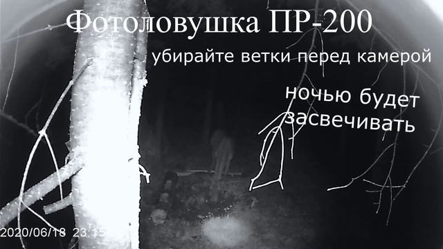 Изюбрь на солонце. Фотоловушка PR-200 смотреть онлайн