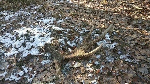 Нашли рога лося. смотреть онлайн