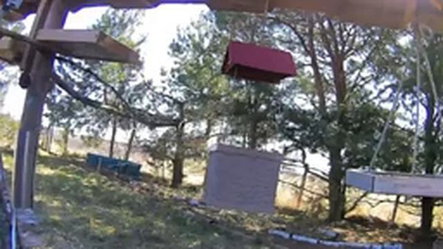 2021 Apr 02 Livestream bird feeding station. Ripley, Ontario Canada by AtHomeFriendlyTecGuy смотреть онлайн