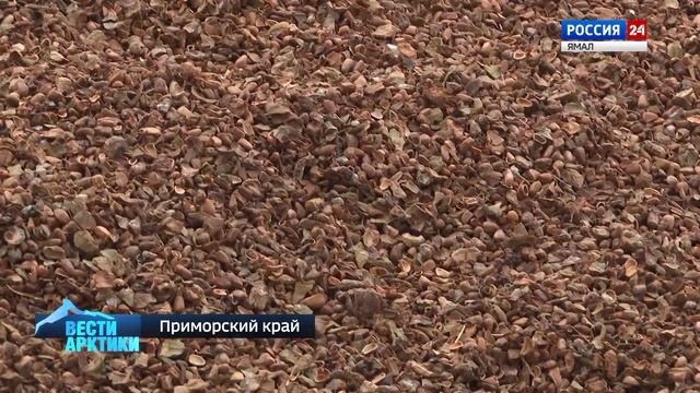 Масло, сладости и даже подушки: безотходное производство кедрового ореха в Приморье смотреть онлайн
