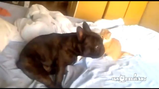 Кот завалил собаку Охренеть смотреть онлайн