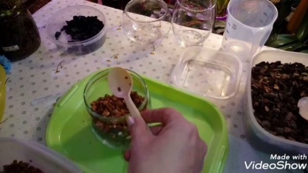 Симбиоз Орхидея и Папоротник | Пересадка Папоротника | Птерис Критский albolineata | Pteris cretica