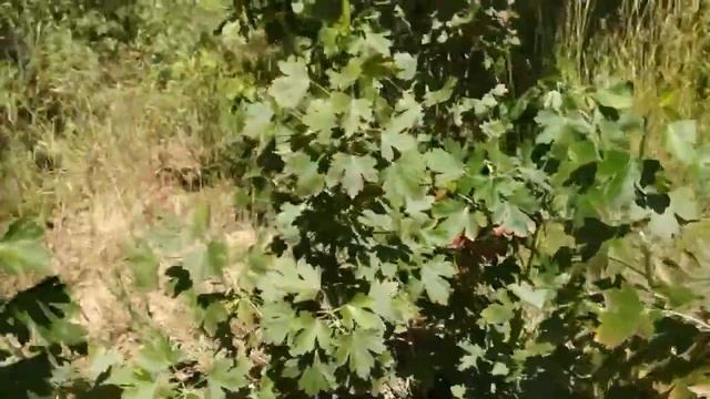 Хлороз винограда, смородины, груши на щелочной карбонатной почве. смотреть онлайн