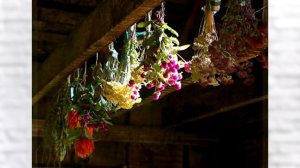 Почему нельзя хранить дома сухие цветы?