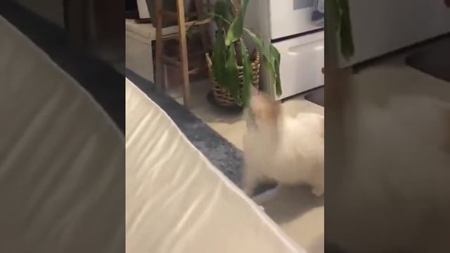 не может. mp4 смотреть онлайн