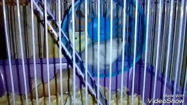 КАК уговорить родителей завести хомячка?!?!??!?! смотреть онлайн