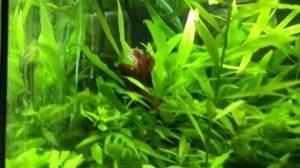 Мой 20-ти литровый аквариум - травник. Обзор маленького аквариума.