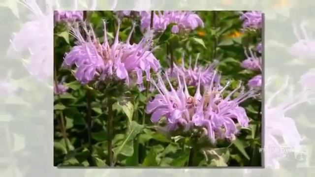 Цветы Монарда (Monarda flower) смотреть онлайн