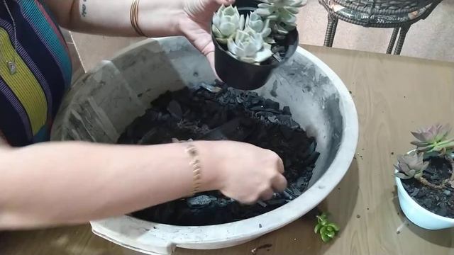 Fazendo REPLANTE de Suculentas. Como replantar uma suculenta? Replante Echeveria Glauca смотреть онлайн