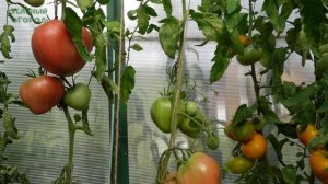 Томат САХАРНЫЙ БИЗОН. Обзор сортов ТОМАТОВ!