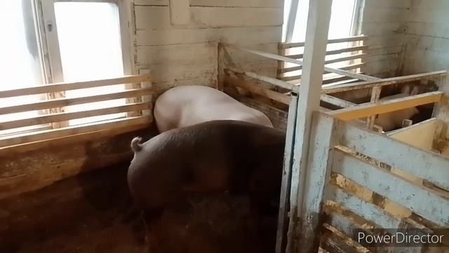 КУДА ХАПАЮ ? )))))))))))))) смотреть онлайн