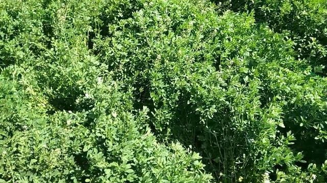 А ты засеял люцерну??//Люцерна//Незаменимая в хозяйстве трава смотреть онлайн