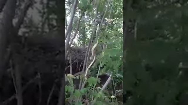 Питон в Ростове возле Дона смотреть онлайн