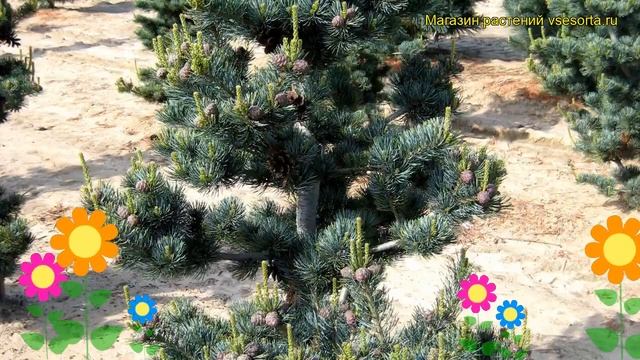 Сосна мелкоцветковая Глаука. Краткий обзор, описание характеристик pinus parviflora Glauca смотреть онлайн