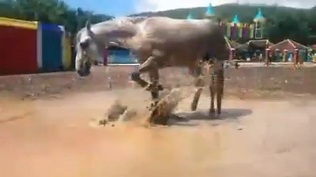 Долгожданная грязевая ванна!