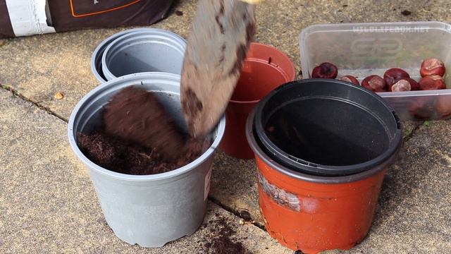 How to Plant a Conker Tree | Step by Step Guide смотреть онлайн