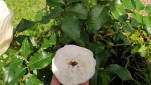 Розы в Подмосковье. Tranquillity, Mariе-Antoinette, Pure Blond (вторая волна)