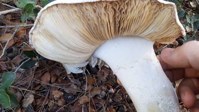 Amanita ovoidea, δεν συνιστάται η βρώση του. смотреть онлайн