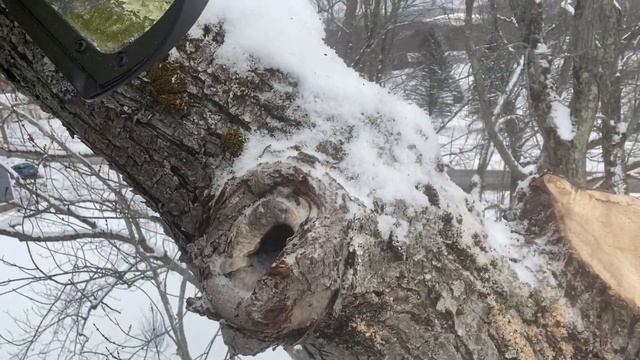 Views From Aloft: CODIT On Acer Saccharinum (Silver Maple).